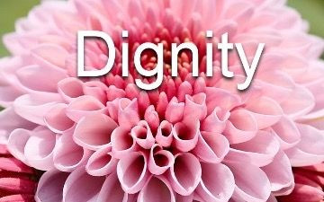 Picture of a pink Dahlia with the word 'Dignity' over it